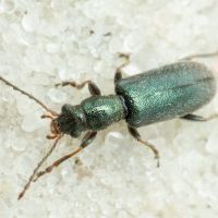 Orsodacne humeralis