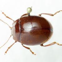 Chrysolina (Colaphoptera) blanchei