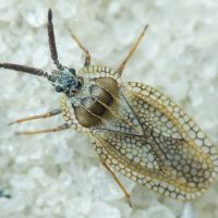 Dictyonota strichnocera