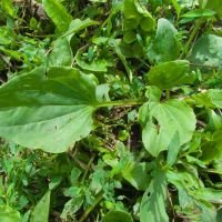 Plantago media