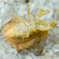 Phymata crassipes