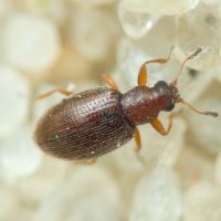 Cortinicara gibbosa