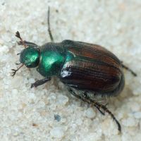 Scarabaeidae