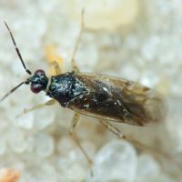 Dicyphus globulifer