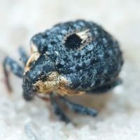 Cionus tuberculosus