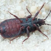 Mezira tremulae