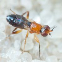 Elachiptera brevipennis