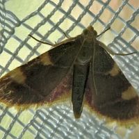Hypsopygia costalis