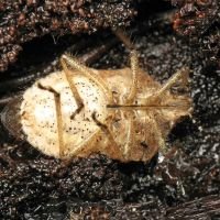 Dolycoris baccarum