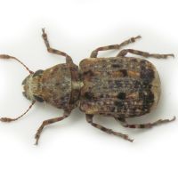 Dissoleucas niveirostris