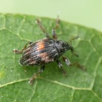 Nanophyes marmoratus