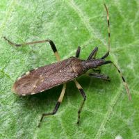 Dicranocephalus albipes