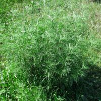 Artemisia abrotanum
