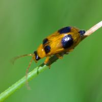 Phyllobrotica quadrimaculata