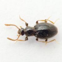 Stenichnus (Cyrtoscydmus) scutellaris