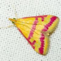 Pyrausta sanguinalis