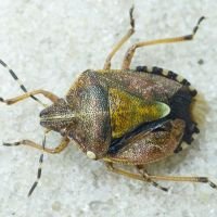 Dolycoris baccarum