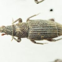 Dryophthorus corticalis