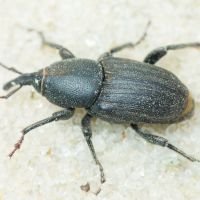 Sphenophorus striatopunctatus