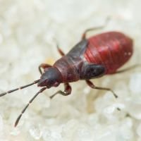 Oxycarenus (Oxycarenus) modestus