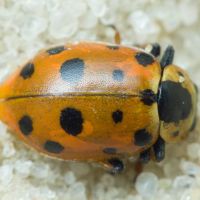 Hippodamia tredecimpunctata