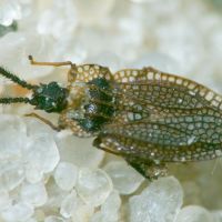 Kalama tricornis