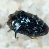 Trachys minutus