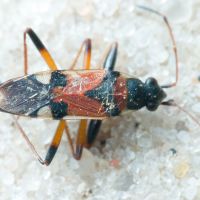 Beosus quadripunctatus