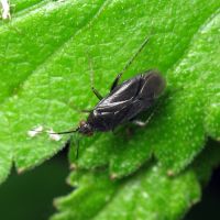 Plagiognathus arbustorum