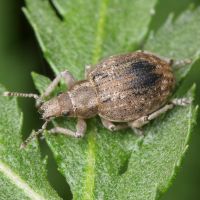 Attactagenus albinus