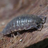Porcellio scaber