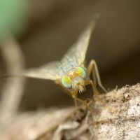 Acanthiophilus helianthi