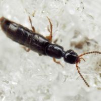Gabrius splendidulus