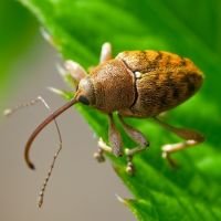 Curculio (Curculio) glandium