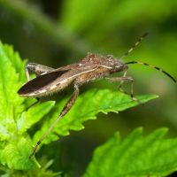 Camptopus lateralis