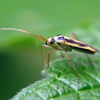 Stenotus binotatus