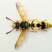 Katamenes flavigularis