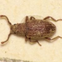 Rhopalocerus rondanii