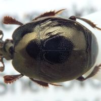 Saprinus semistriatus