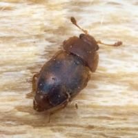 Epuraea