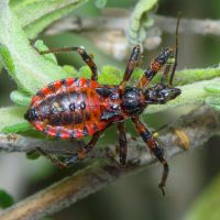 Rhynocoris annulatus