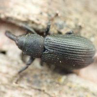 Magdalis (Odontomagdalis) armigera