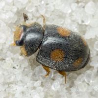 Platynaspis luteorubra
