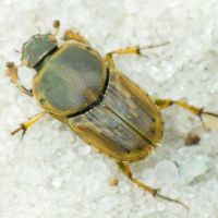 Euoniticellus fulvus