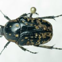 Oxythyrea noemi
