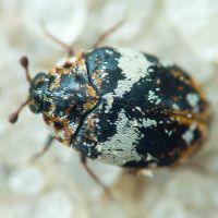 Anthrenus