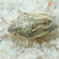 Neottiglossa leporina