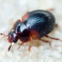 Anisotoma humeralis