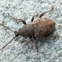 Otiorhynchus raucus