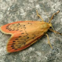 Miltochrista miniata